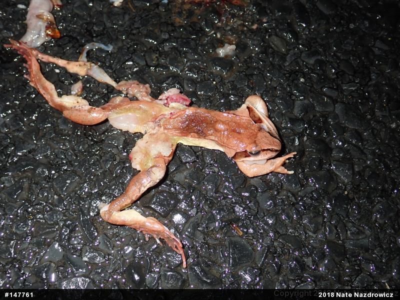 Wood Frog