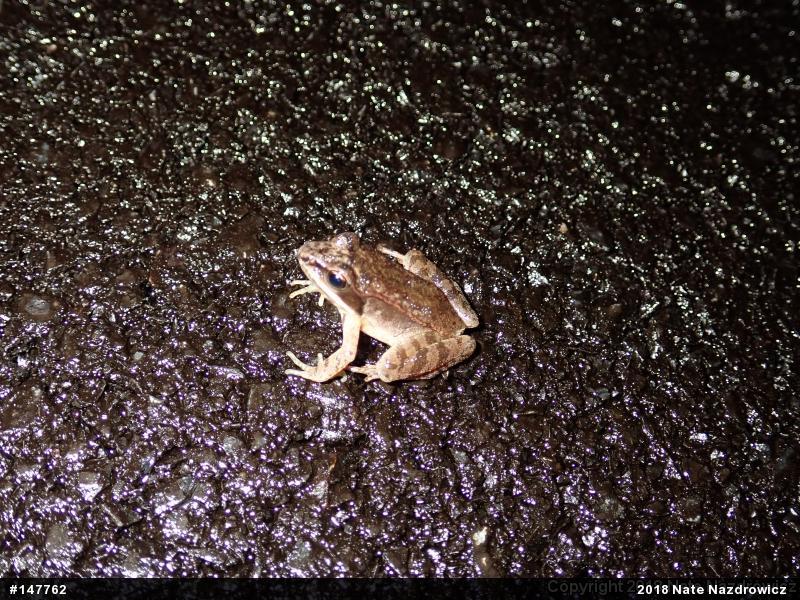 Wood Frog