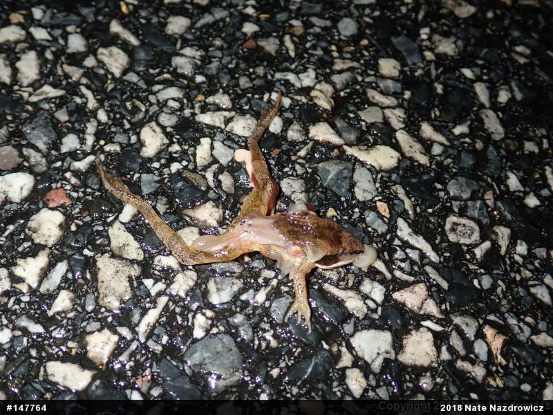 Wood Frog