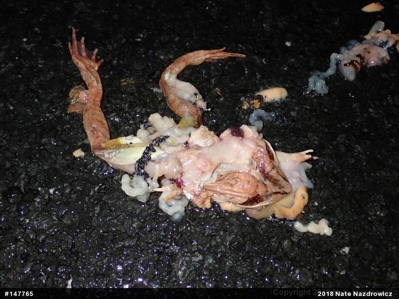 Wood Frog