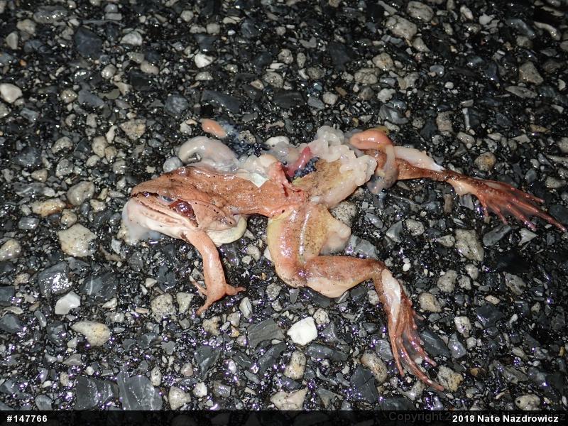 Wood Frog