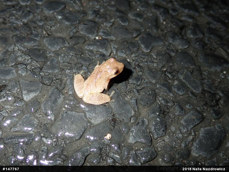 Spring Peeper