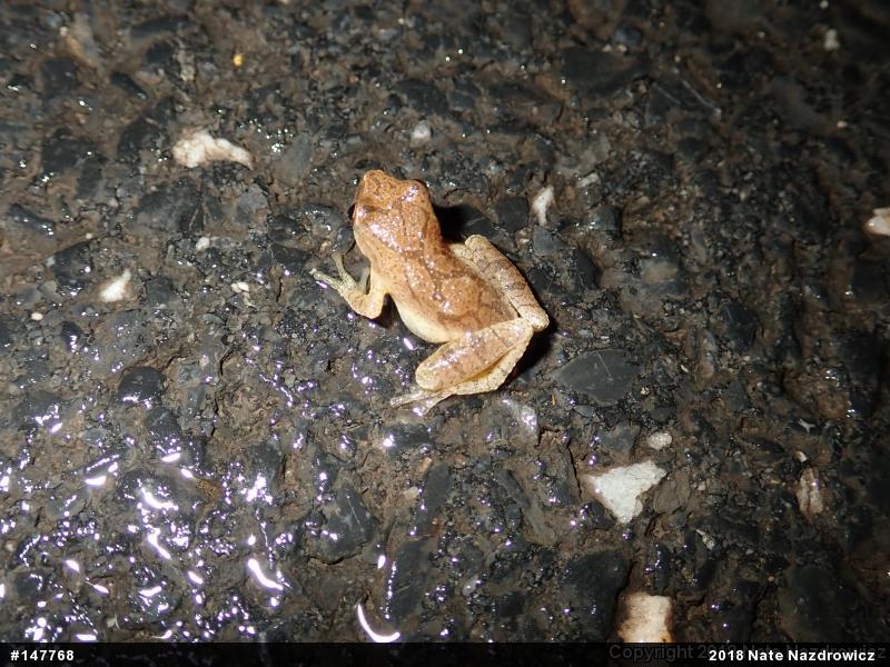 Spring Peeper