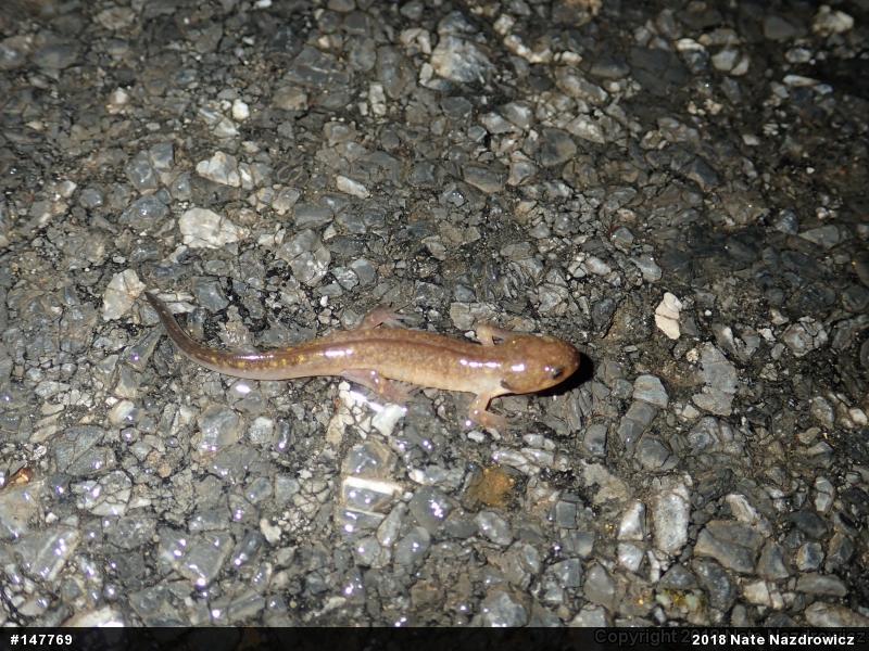 Spotted Salamander