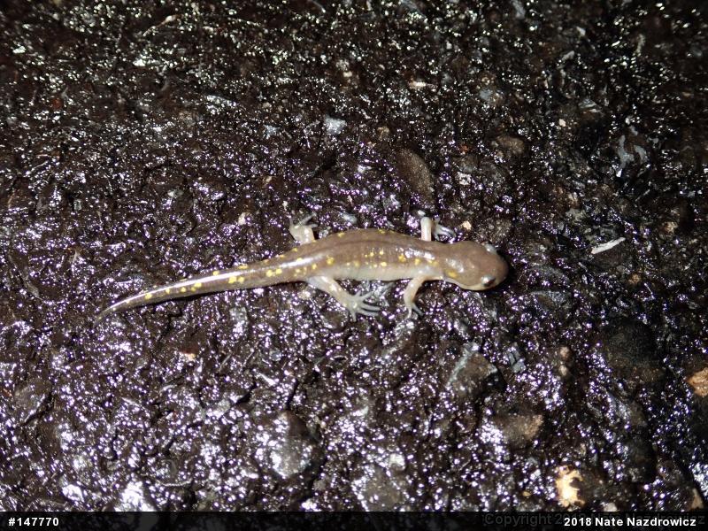 Spotted Salamander