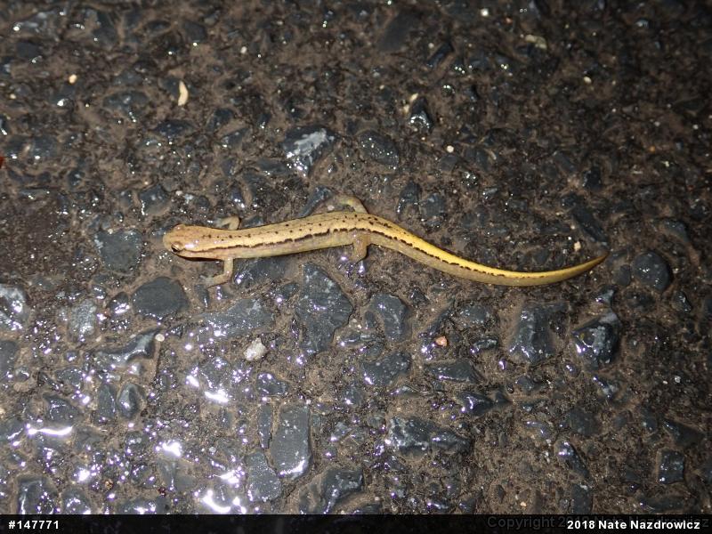 Northern Two-lined Salamander