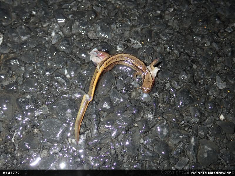Northern Two-lined Salamander