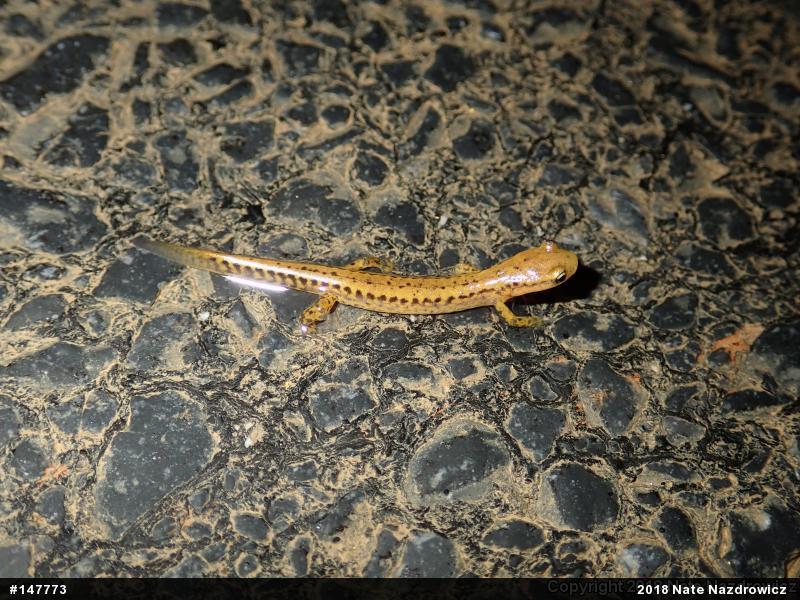 Eastern Long-tailed Salamander