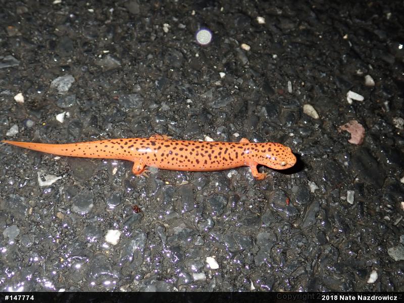 Northern Red Salamander
