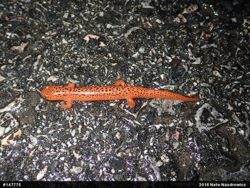 Northern Red Salamander