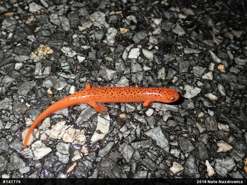 Northern Red Salamander