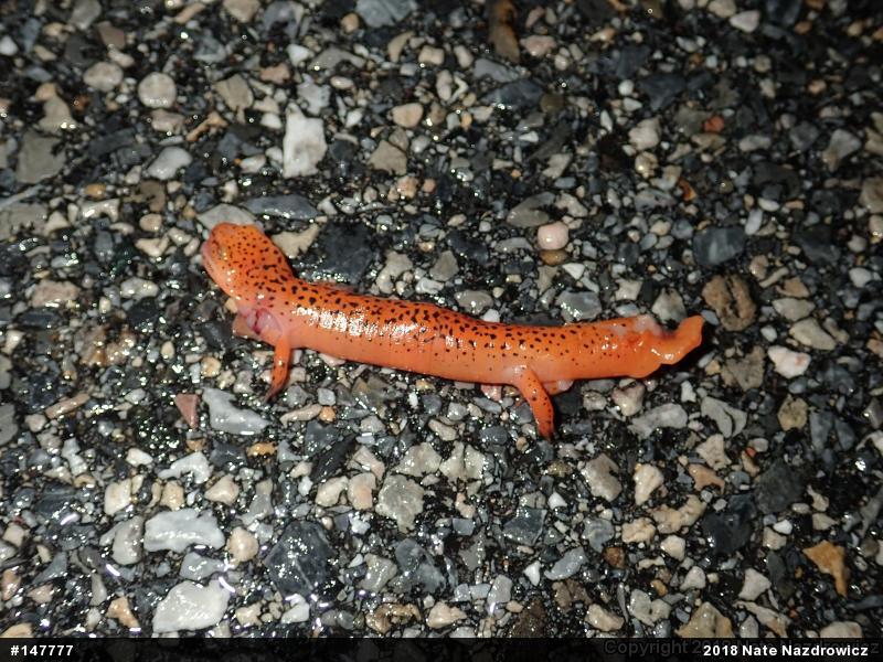 Northern Red Salamander
