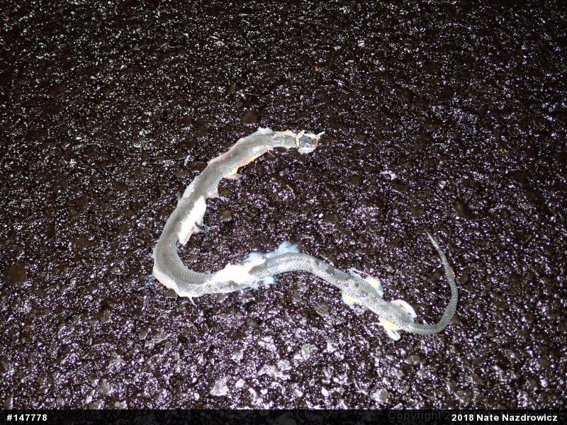 Northern Ring-necked Snake