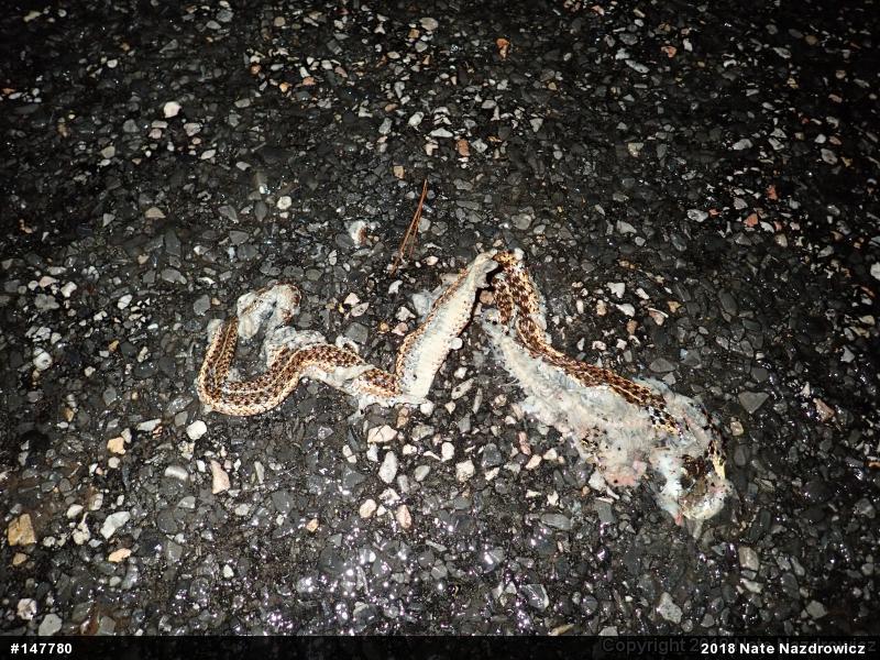 Eastern Gartersnake