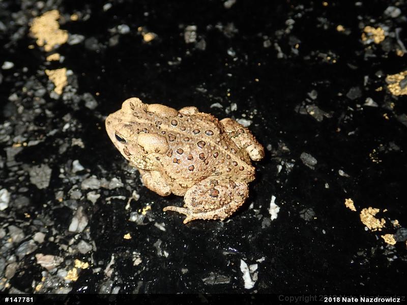 Eastern American Toad