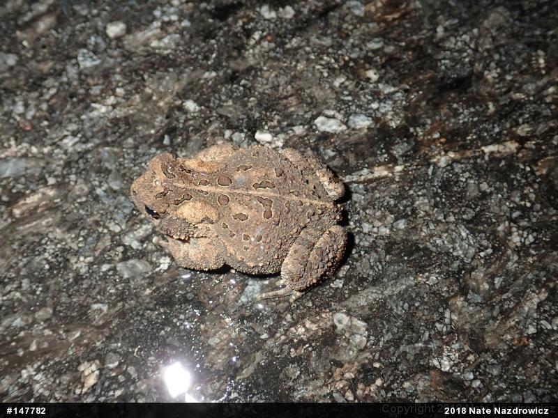 Eastern American Toad