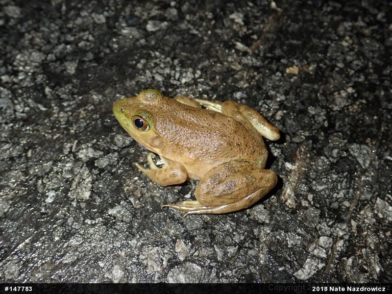 American Bullfrog