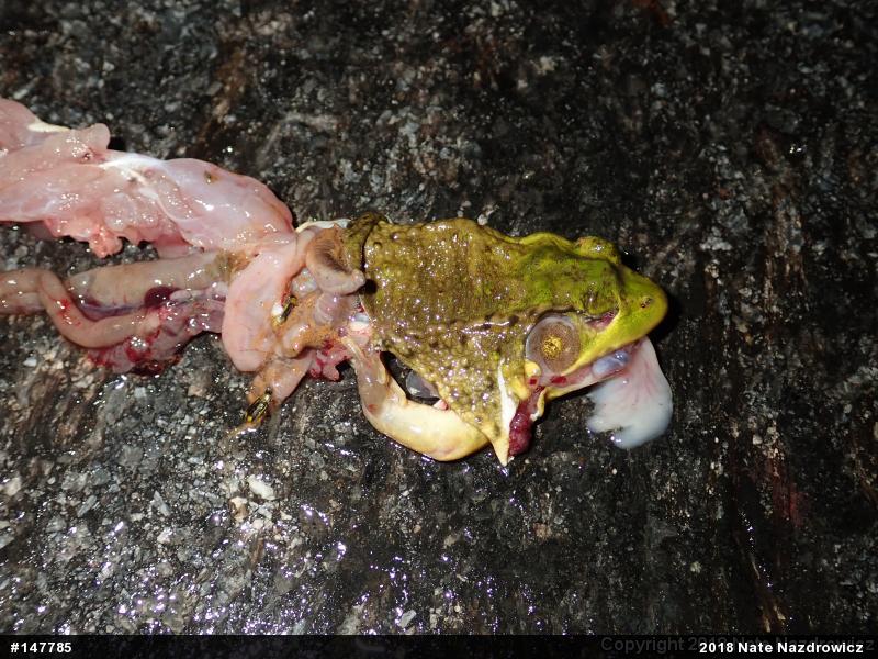 Green Frog