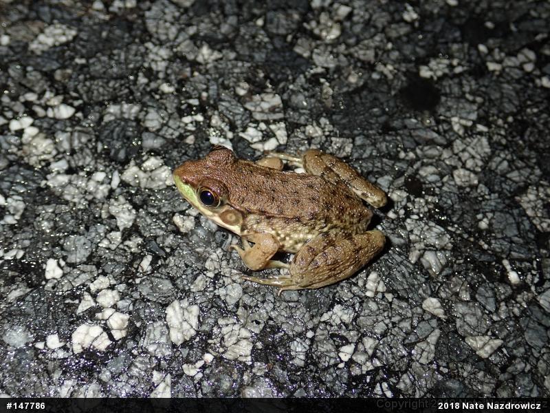Green Frog