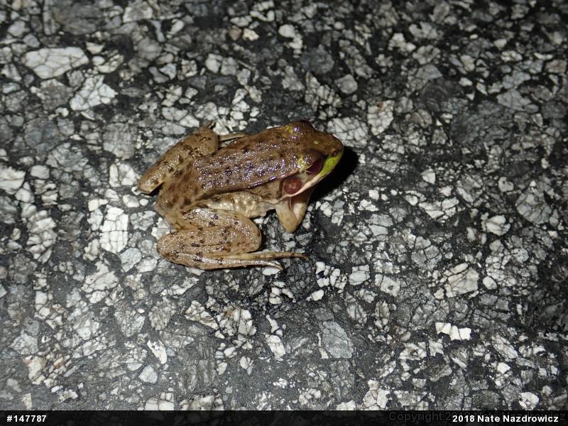 Green Frog