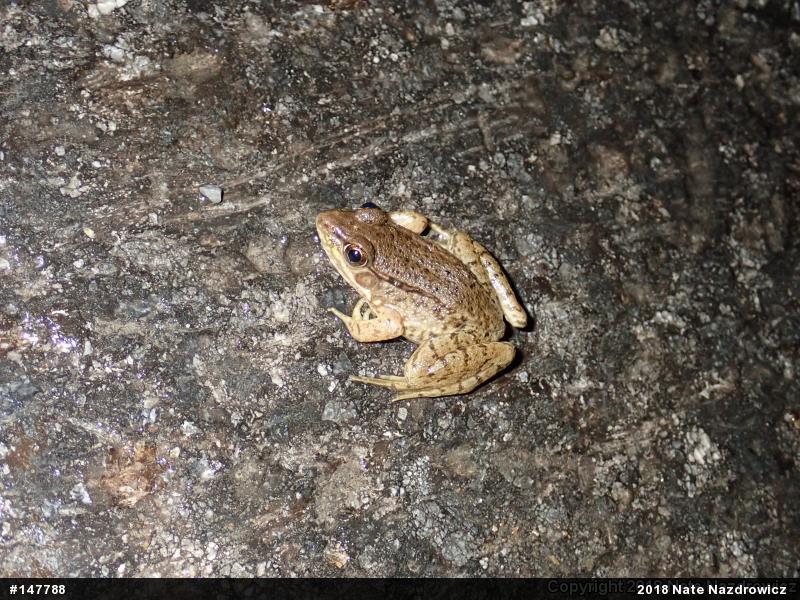 Green Frog