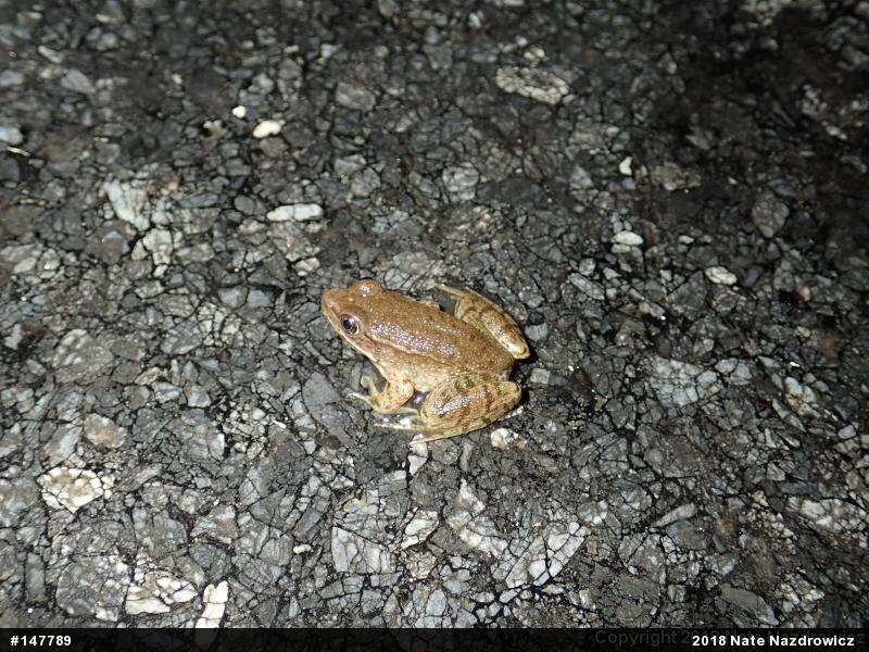 Green Frog