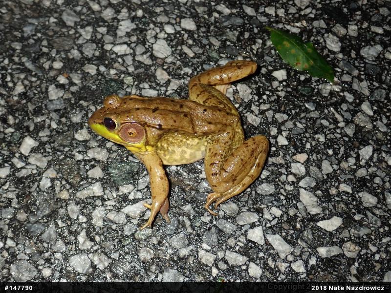 Green Frog