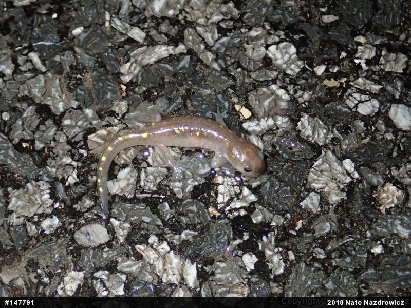 Spotted Salamander
