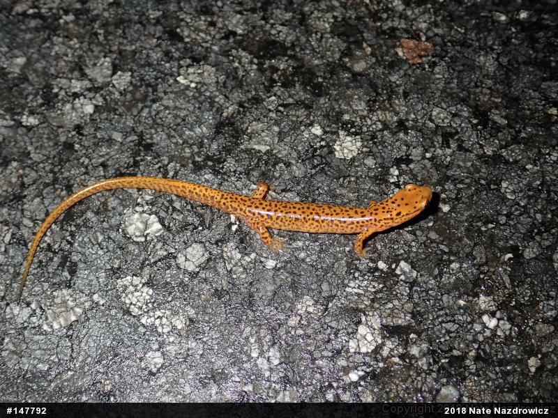 Eastern Long-tailed Salamander