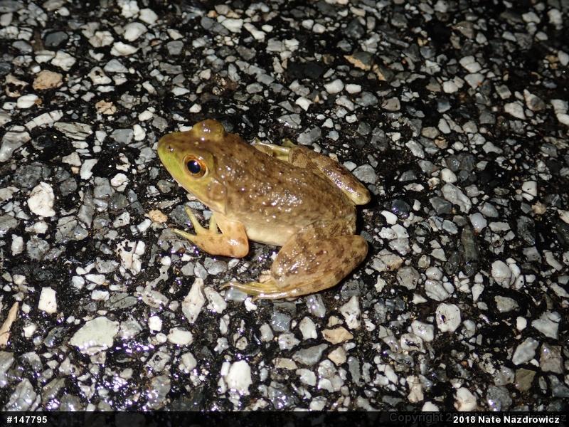 American Bullfrog