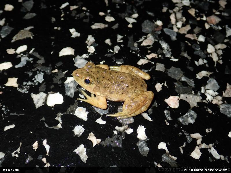 American Bullfrog