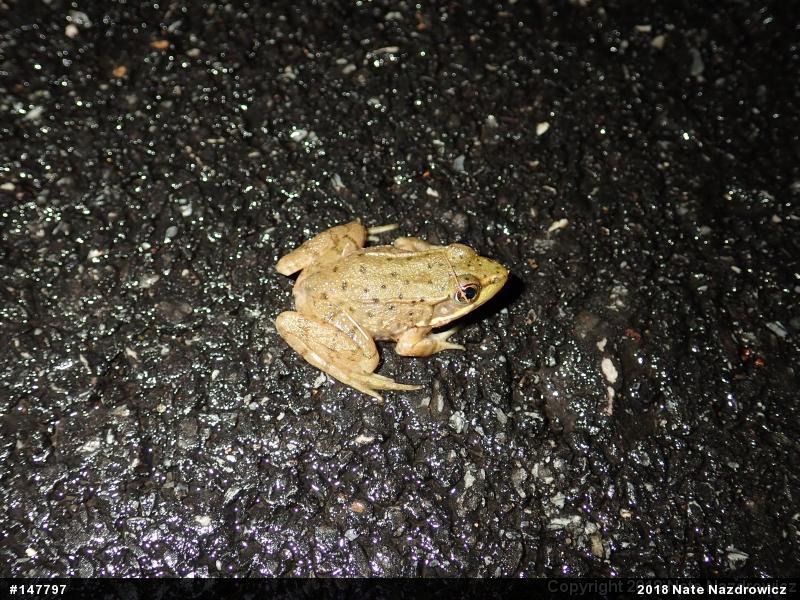 Green Frog