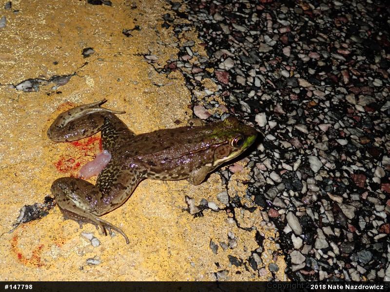 Green Frog