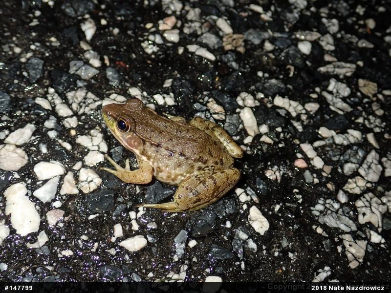 Green Frog