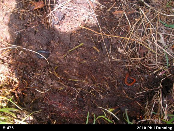 Eastern Red-backed  Salamander