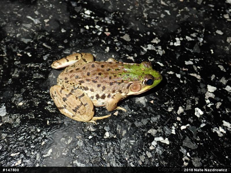 Green Frog