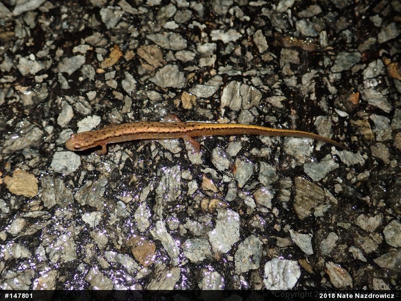 Northern Two-lined Salamander
