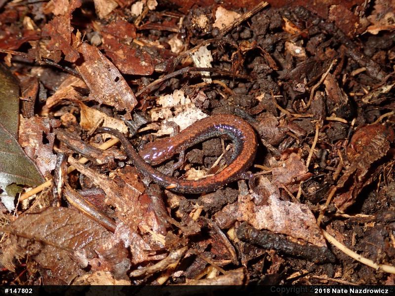 Eastern Red-backed  Salamander