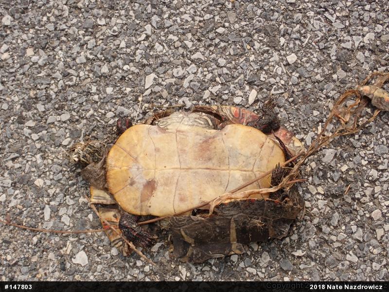 Painted Turtle