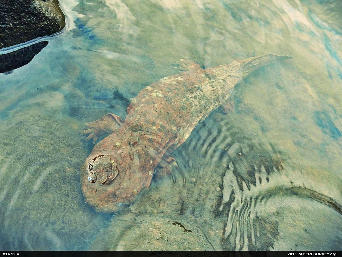 Eastern Hellbender
