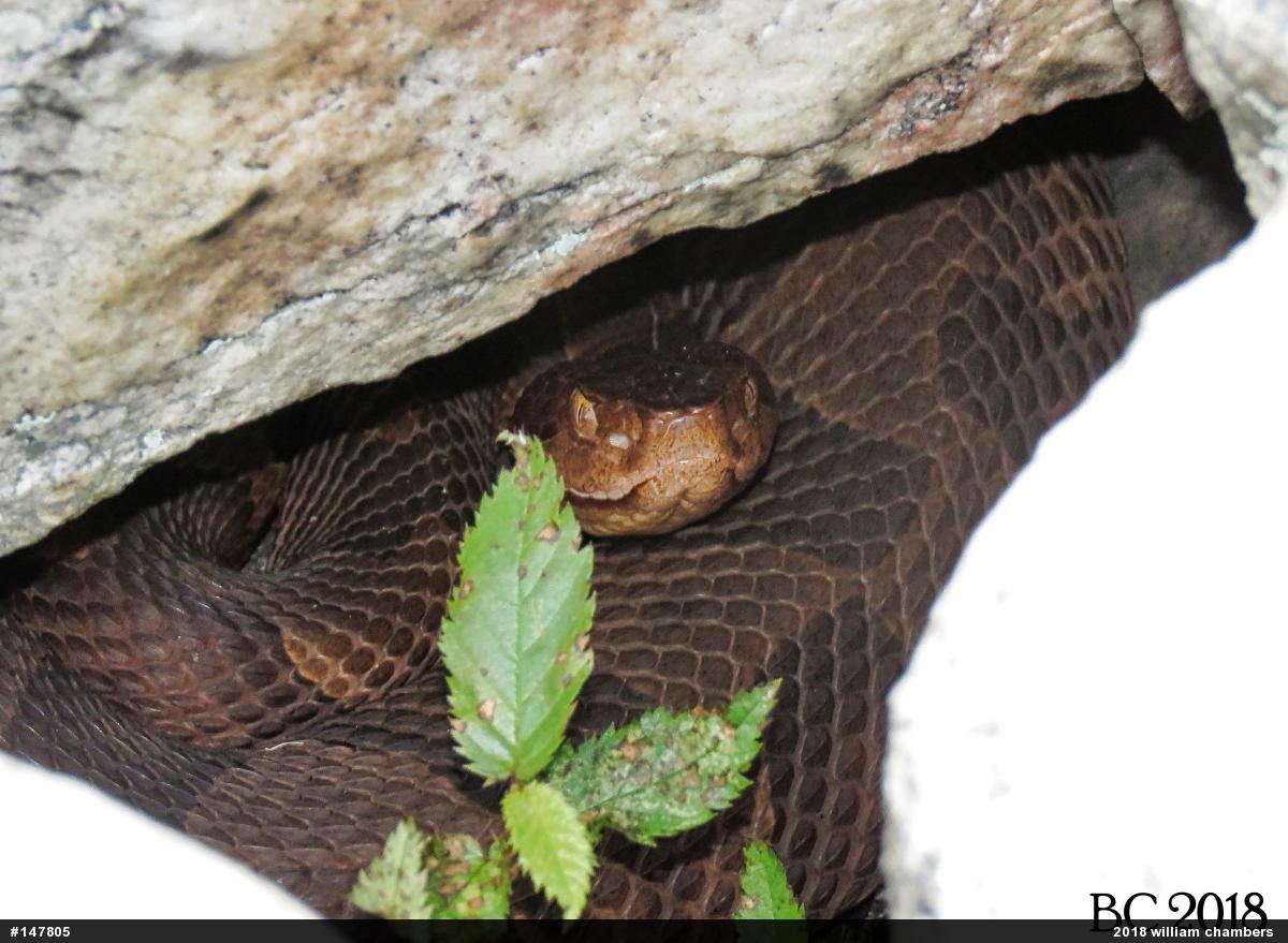 Northern Copperhead
