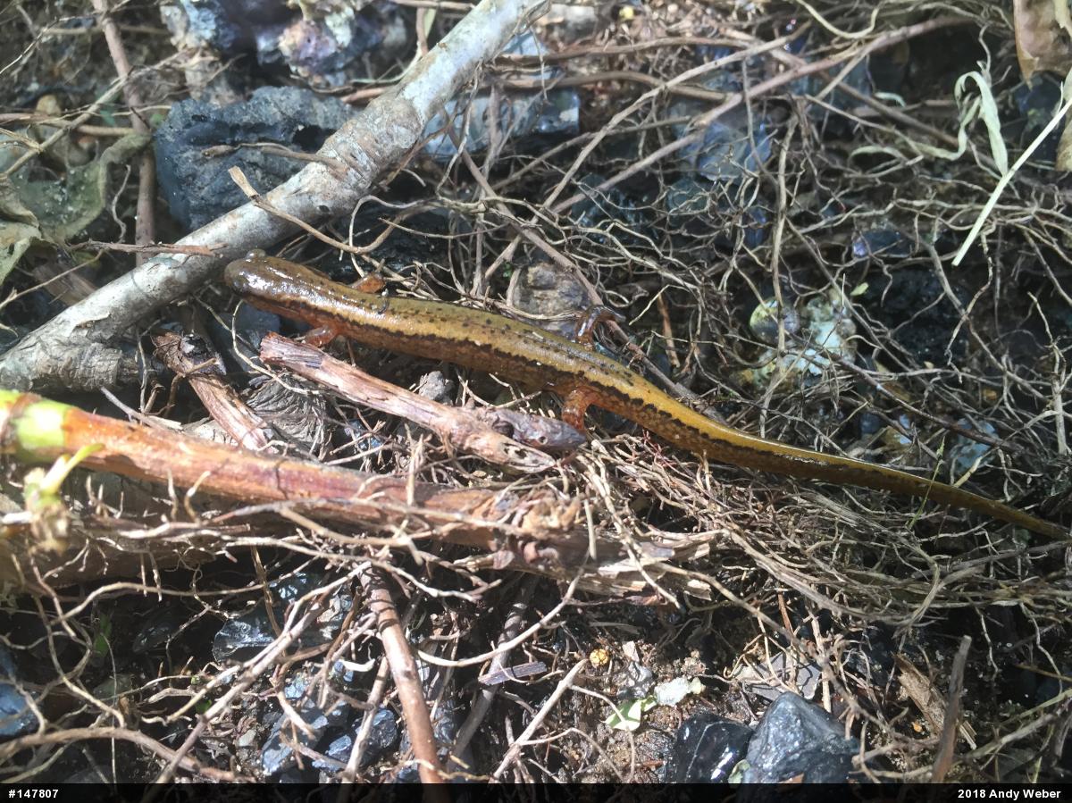 Northern Two-lined Salamander