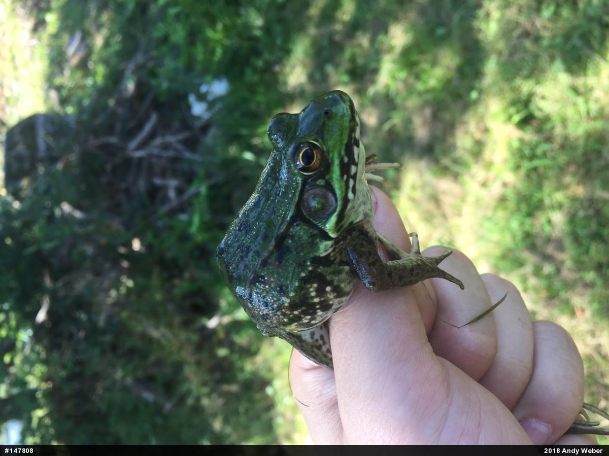 Green Frog