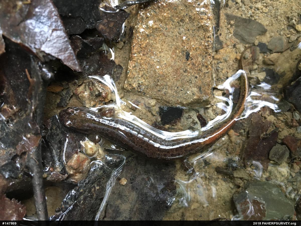 Northern Dusky Salamander