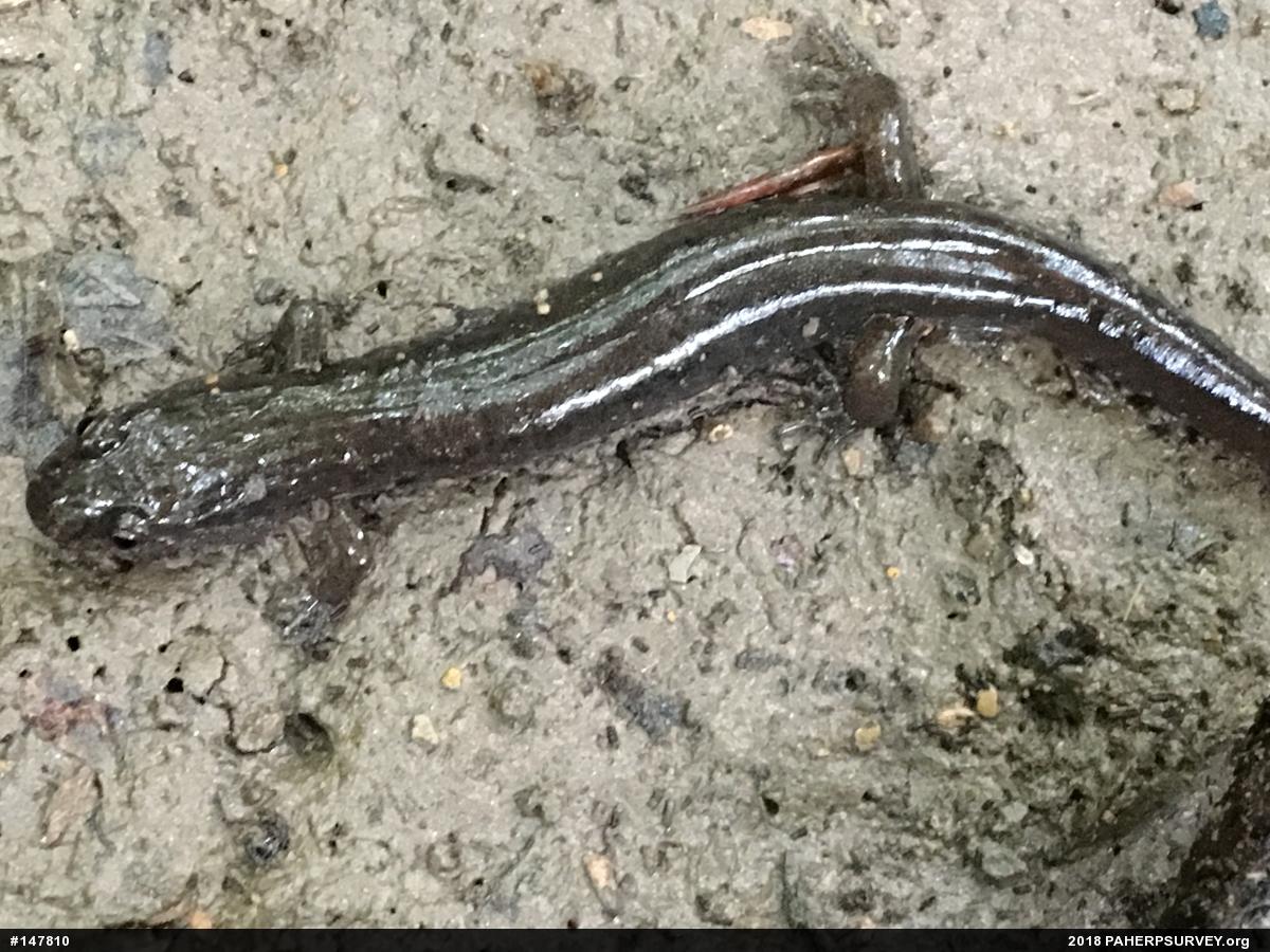 Northern Dusky Salamander