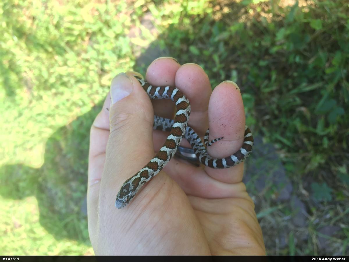 Eastern Milksnake