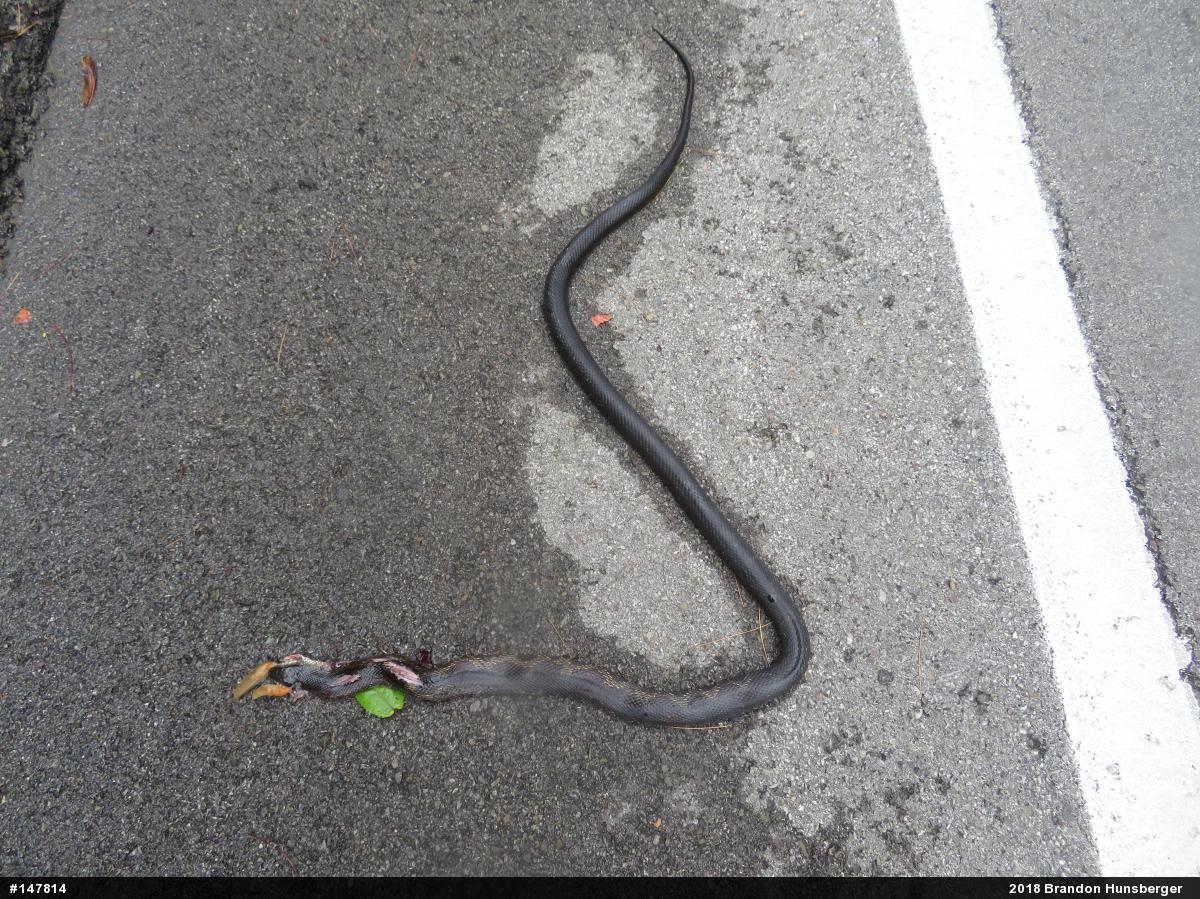 Eastern Ratsnake
