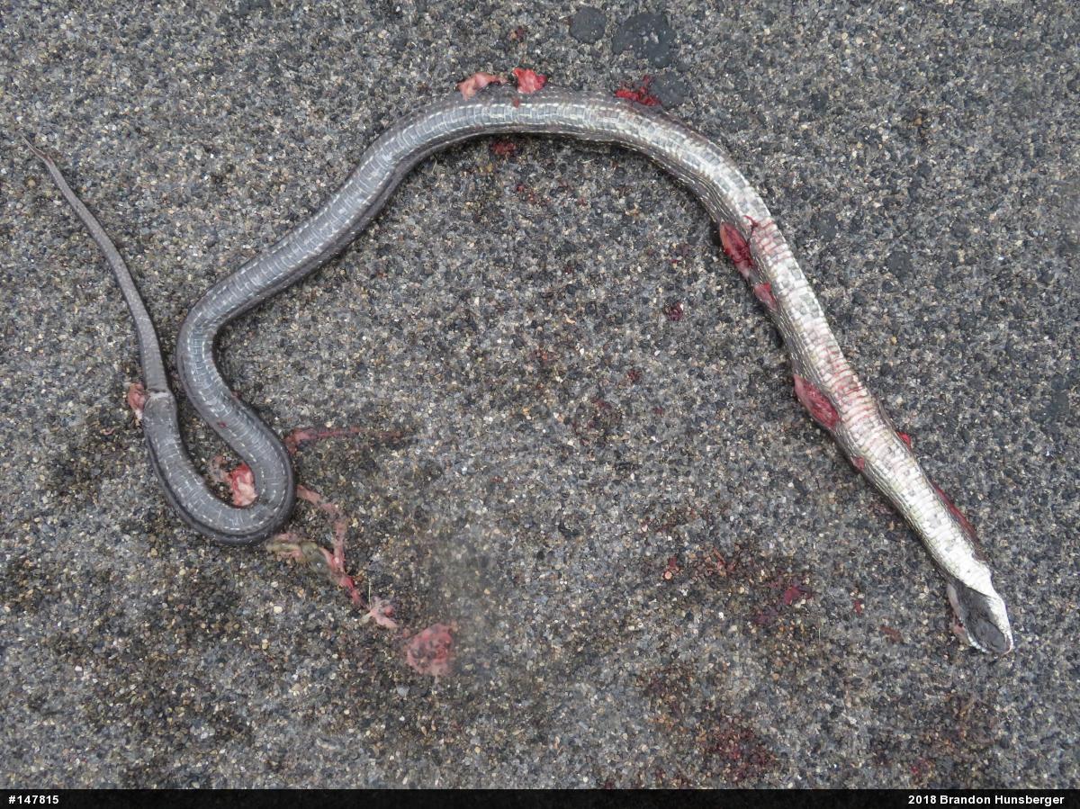 Eastern Ratsnake