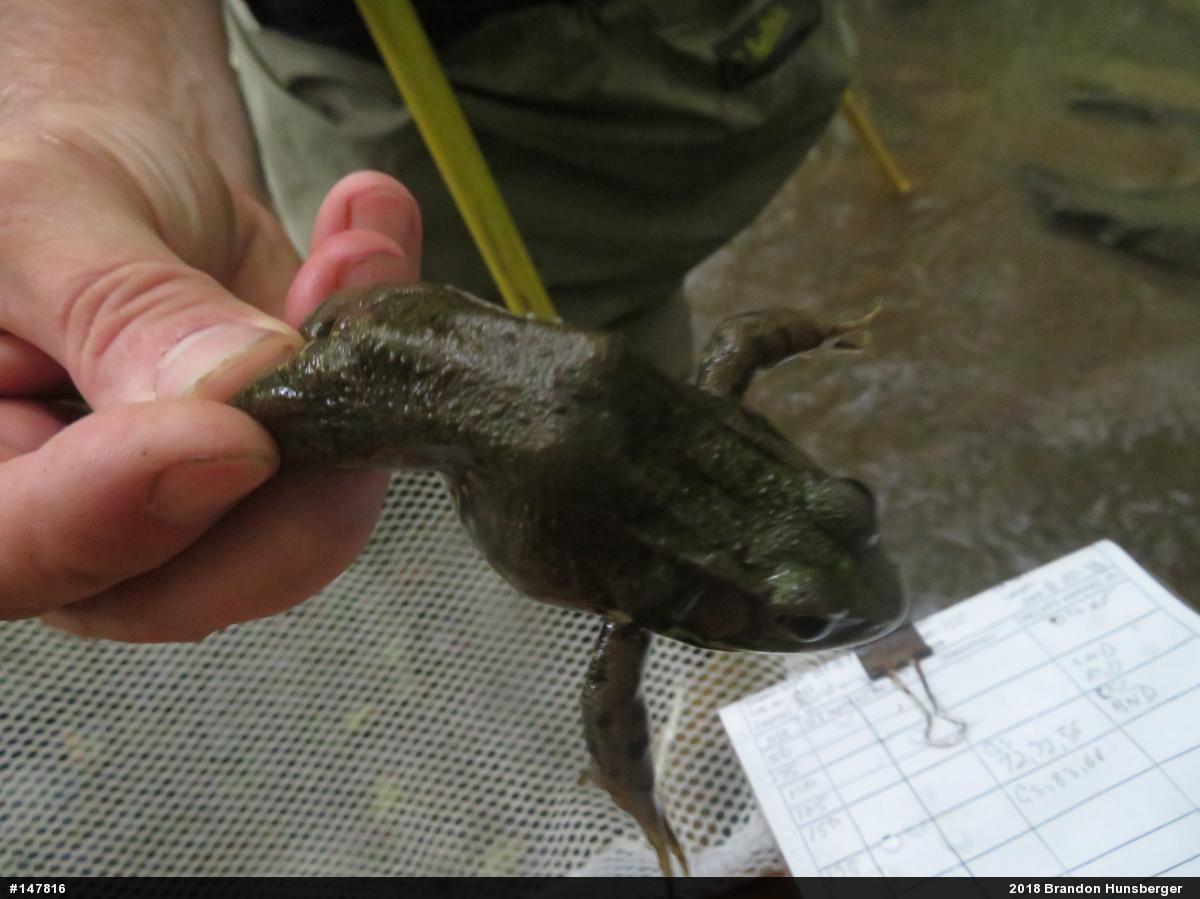 Green Frog