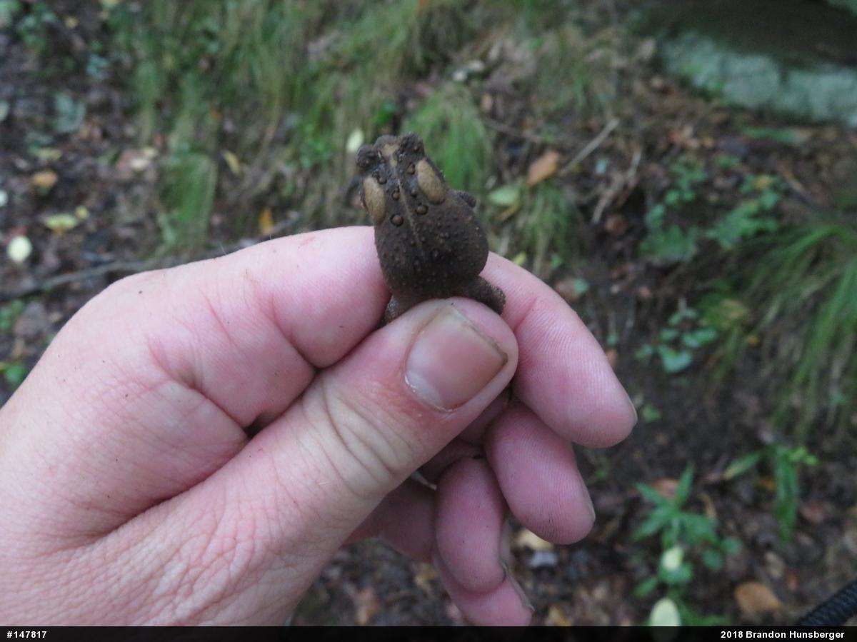 Eastern American Toad